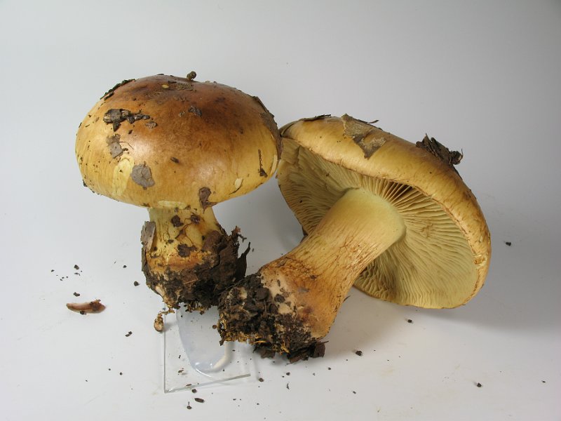Cortinarius_nanceiensis_var_bulbopodius_Gelbflockiger Schleimkopf_8201.JPG